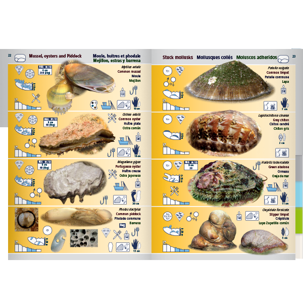 Pictolife Guía de Especies del Litoral en Bajamar del Atlántico Este