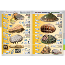 Pictolife Guía de Especies del Litoral en Bajamar del Atlántico Este