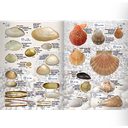 Pictolife Guía de Especies del Litoral en Bajamar del Atlántico Este