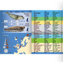 Pictolife Guía de Especies del Litoral en Bajamar del Atlántico Este