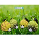 Oceanarium Octopus Holder Oveja Nudi Costasiella Usagi