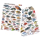 Tabilla de Peces Islas Canarias